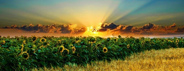 Se sembrarían unas 6.000 ha de girasol en la provincia