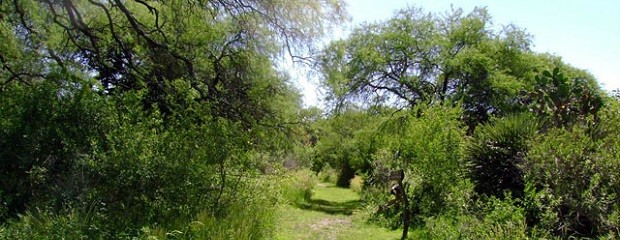 Pueden presentar proyectos de preservación de bosques nativo