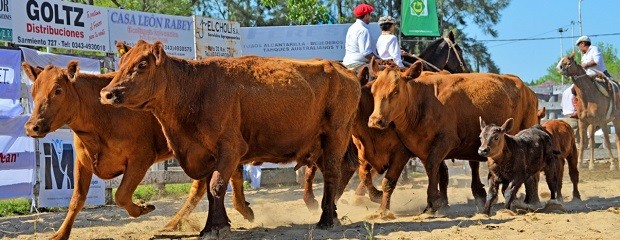 Vaca Angus Puro Controlado con cría logró récord nacional