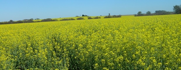 Se largo la cosecha de colza en suelo entrerriano