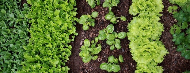 Horticultura: impulsan en Entre Ríos el uso de fertilizantes