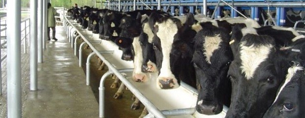 Argentina fue el país que más aumentó su producción de leche