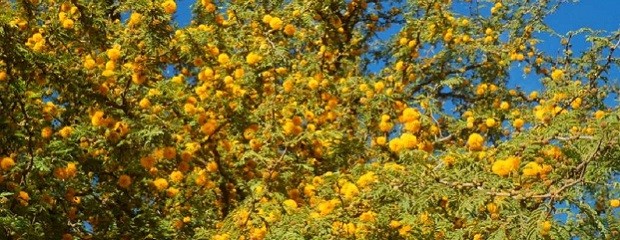 El espinillo es el árbol entrerriano