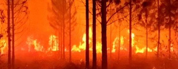 Incendios: se perdieron más de 1 millón de hectáreas