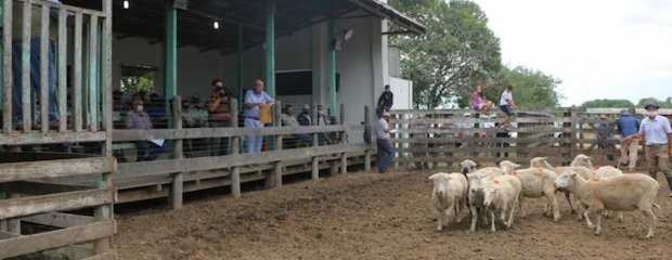 Todo sobre la reunión ovina más importante de Urdinarrain