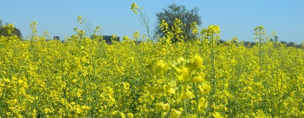 Se sembraron 6.000 ha de colza en Entre Ríos