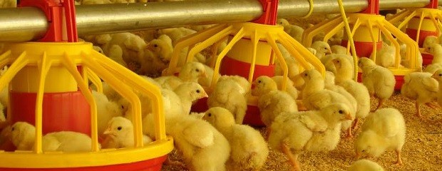 Jóvenes aumentaron la producción de pollos parrilleros