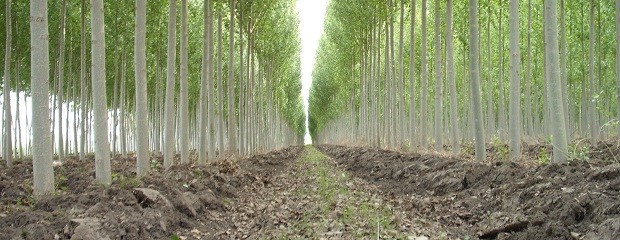 Agricultura entregó más de $287 millones al sector forestal