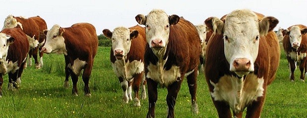 La producción de carne vacuna creció 1,3% en el año 2020