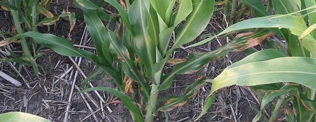 Pautas para la detección y manejo de enfermedades en sorgo