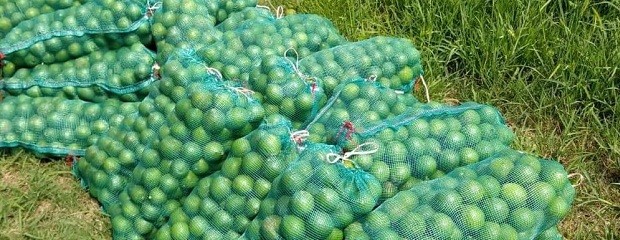 Decomisan 300 kg de limones sin documentación en Entre Ríos