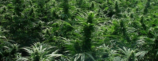 Cannabis: primer convenio público-privado para producción