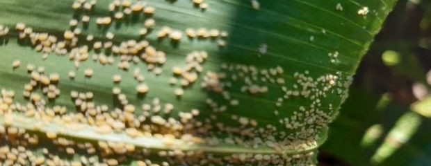 Alerta por la aparición de pulgón en sorgo: Recomendaciones