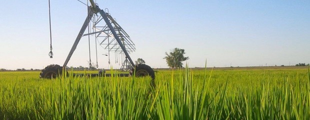 Despúes de 5 años de reducción, creció el área de arroz