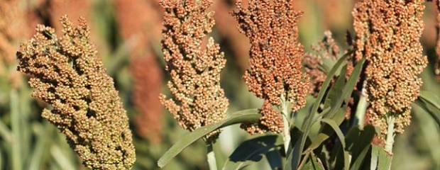 Brindan recomendaciones para aplicaciones en sorgo