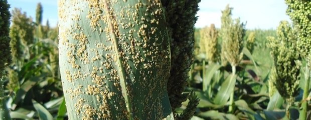 Pulgones en el sorgo: INTA salió a dar recomendaciones