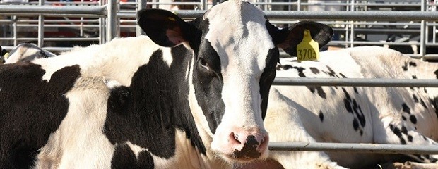 Nueva normativa para tambos de la Agricultura Familiar 