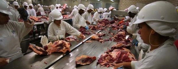 La faena de vacas cae a pesar de la demanda china