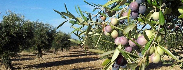 Producirán biocombustibles a partir de residuos olivícolas