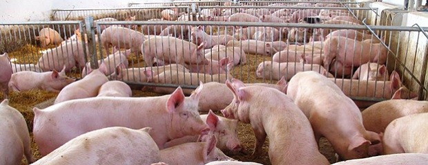 China reducirá casi 15% sus importaciones de carne de cerdo