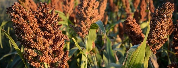 Cinco departamentos concentran el área con sorgo