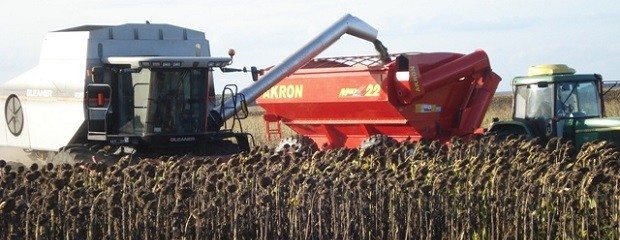 Se cosecharon 13.200 toneladas de girasol en Entre Ríos