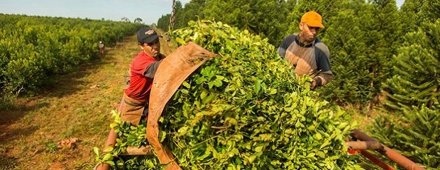 Yerba mate: comenzó la cosecha sin novedades del laudo