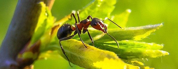 Hormigas: control biológico para alejarlas de la huerta