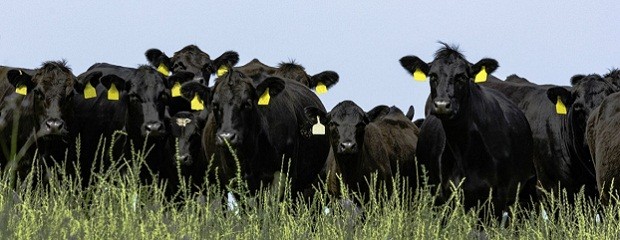 Litoral: inició la sexta prueba pastoril de toros Angus