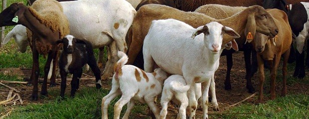 Se concretó la segunda importación de ovinos Santa Inés