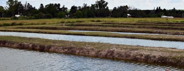 Liberan fondos públicos para impulsar cría de peces