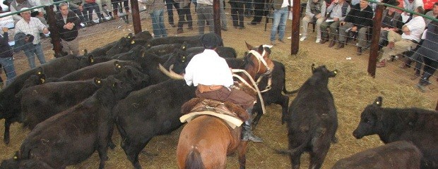 En abril, los toros son los únicos que subieron de precio