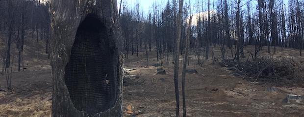 A dos meses de incendios forestales: quedamos a la deriva