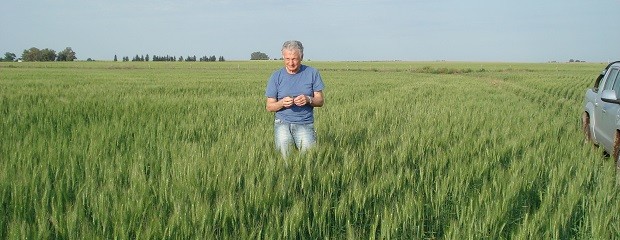 El agricultor medio prefiere los cereales a las oleaginosas