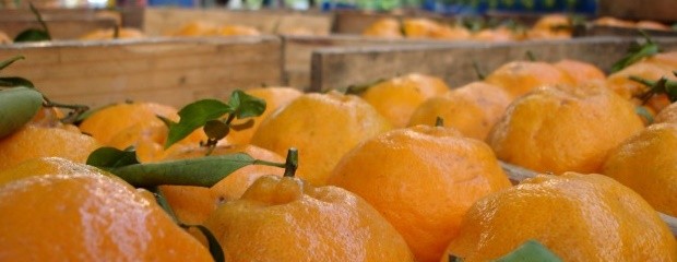 A sacarle el jugo a las frutas de estación durante invierno