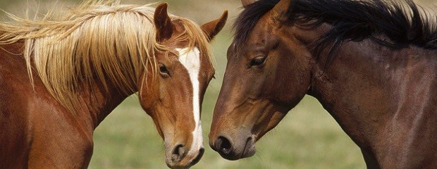 Equinos: desarrollan crema para controlar enfermedad venérea