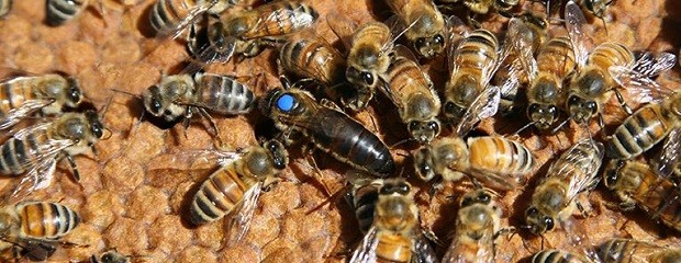 La coexistencia de las abejas y la agricultura