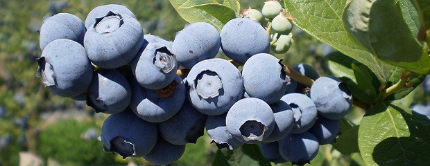 Investigadores trabajan en una nueva variedad de arándano