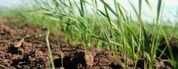 Avanza lentamente la siembra de trigo en Entre Ríos