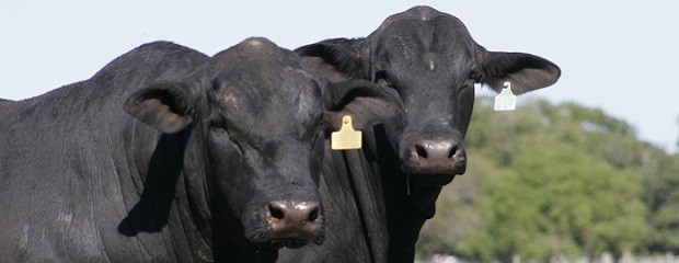 Angus y La Rural podrían harían una gran exposición