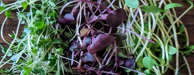 Germinados, brotes y microgreens marcan tendencia