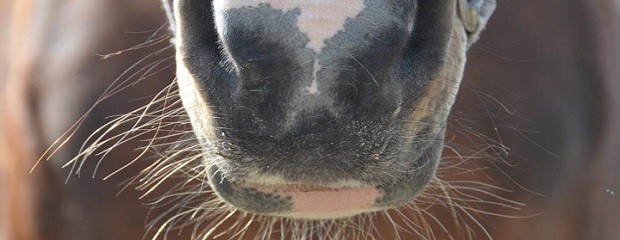 Quedó prohibido cortarles los bigotes a los caballos