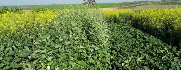 Colza y carinta presentan una condición de buena a muy buena