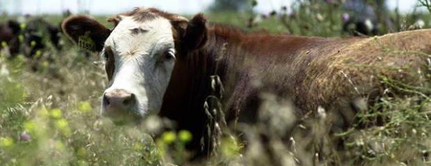 Entre Ríos, cayó la demanda de vacas de conserva