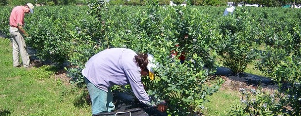 Apoyo a la producción de arándanos y cítricos en Entre Ríos