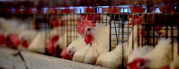 Amplían líneas de crédito para las cadenas de pollo y cerdo