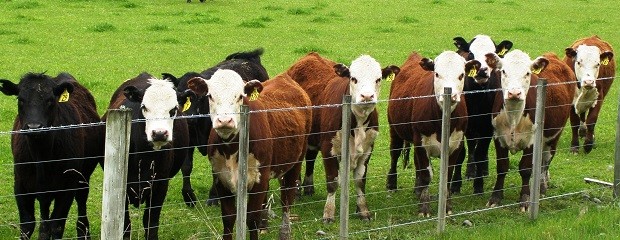 Continúa la merma en la demanda de vacas de conserva