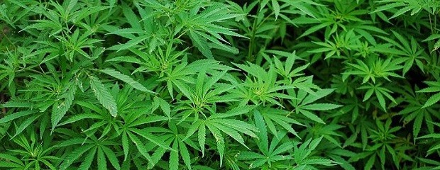 El INTA avanza en la investigación sobre cannabis medicinal