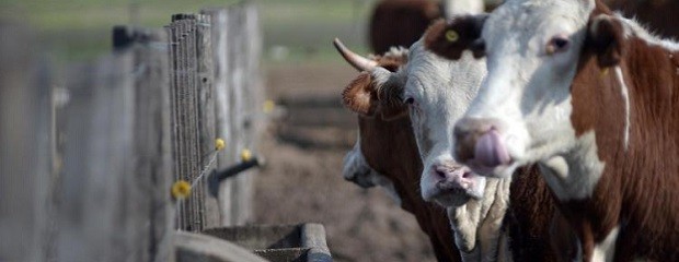 Brasil suspende exportaciones a China por casos de vaca loca