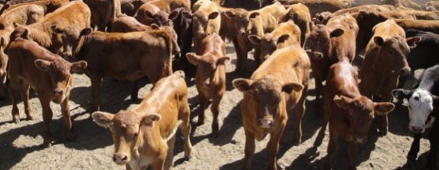  El IPCVA presentó Carne Argentina, Carne sustentable